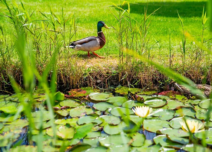 Orchidea Hotel Lipót